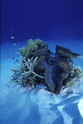 This Giant Clam was in the middle of a sandy patch and cr... by Richard Smith 